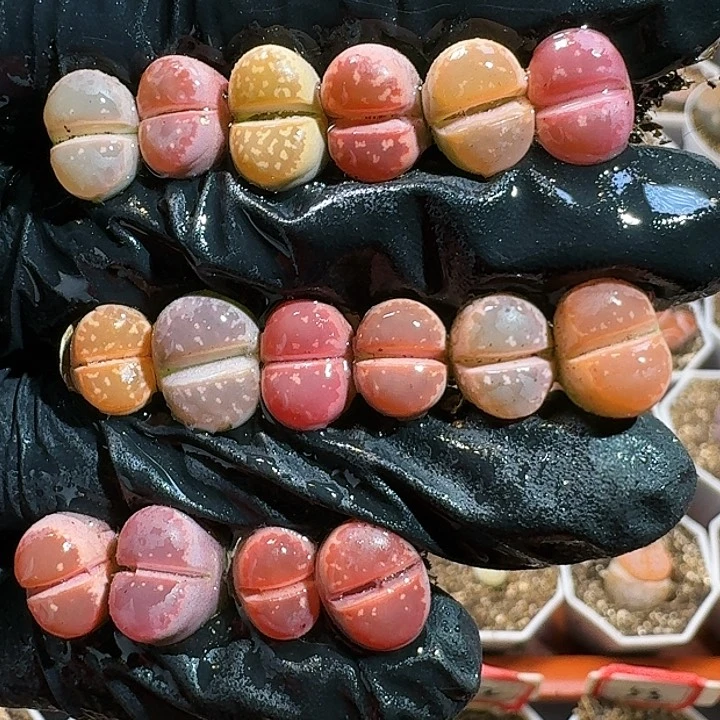 生石花11111111。   285