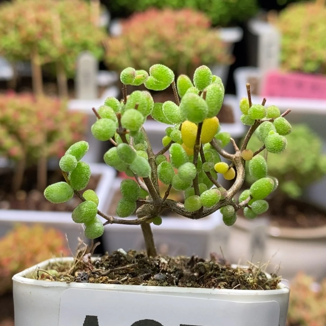 ?****з福袋枝干番杏A976