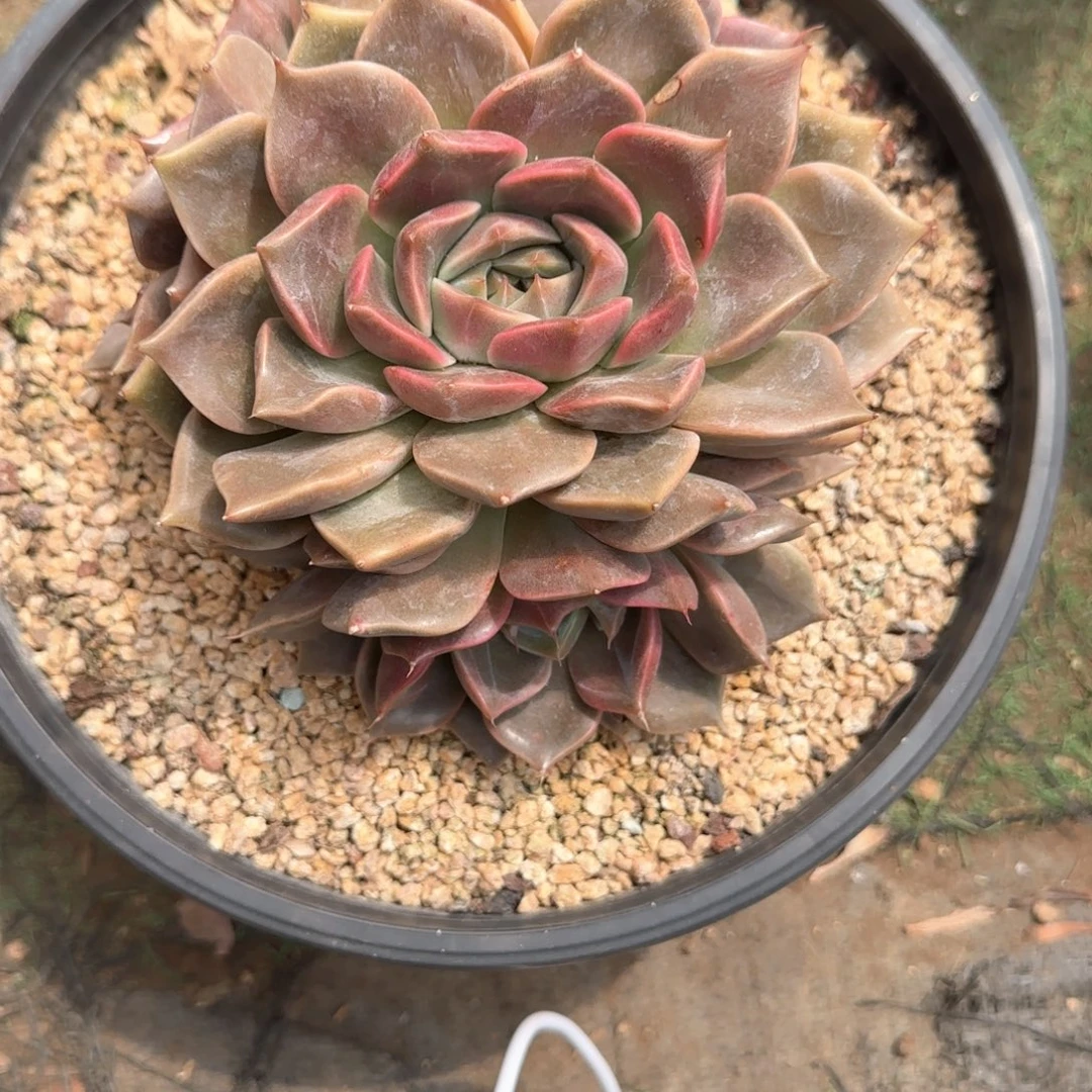 T***.多肉植物多肉植物