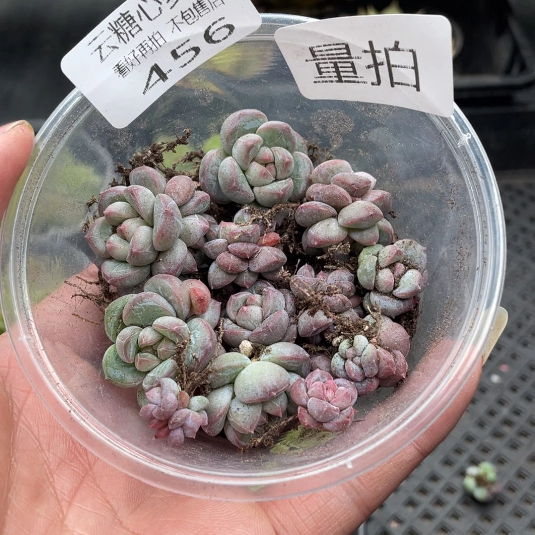 云糖心多肉植物456