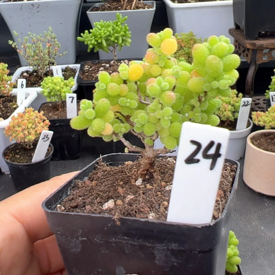 精控金桔糖球24号