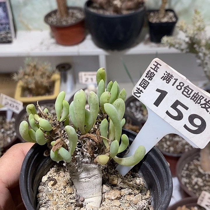 159卡拉菲厚敦菊一一一一