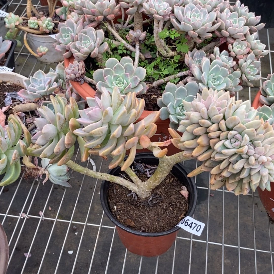 6470淡雪缀化一物一拍