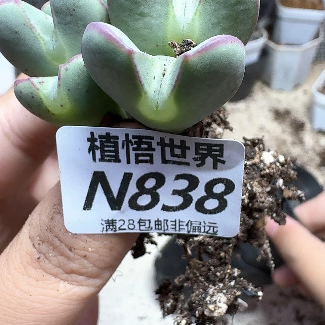 多肉植物的润泽cfb