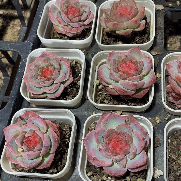 冻唇蜜带盆土发货