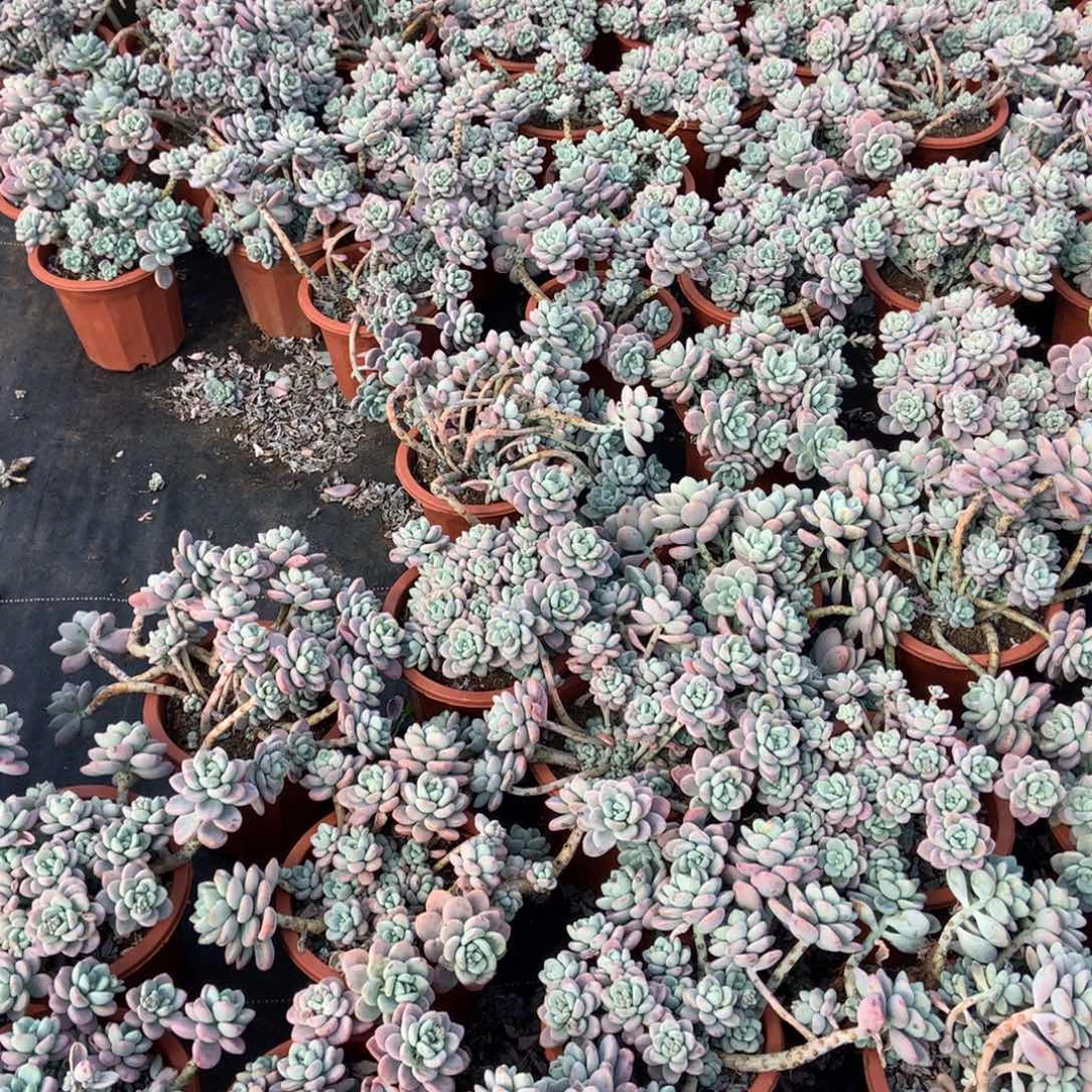 外播红洛神多肉19.8一颗