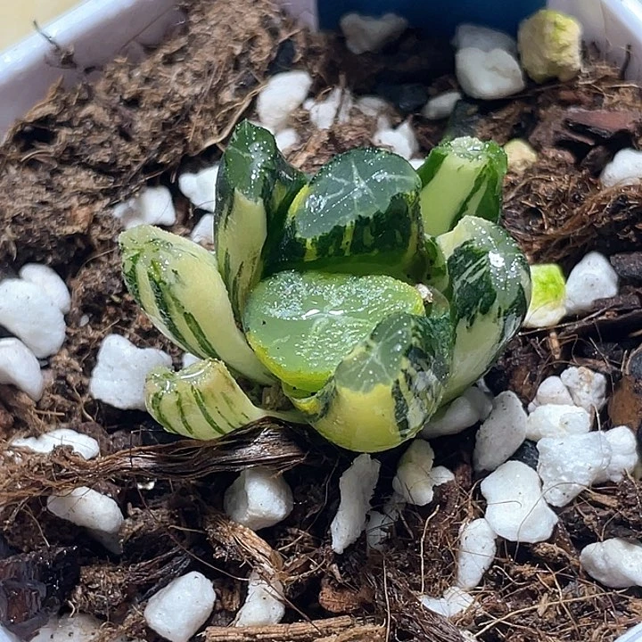 649白妙万象锦一物