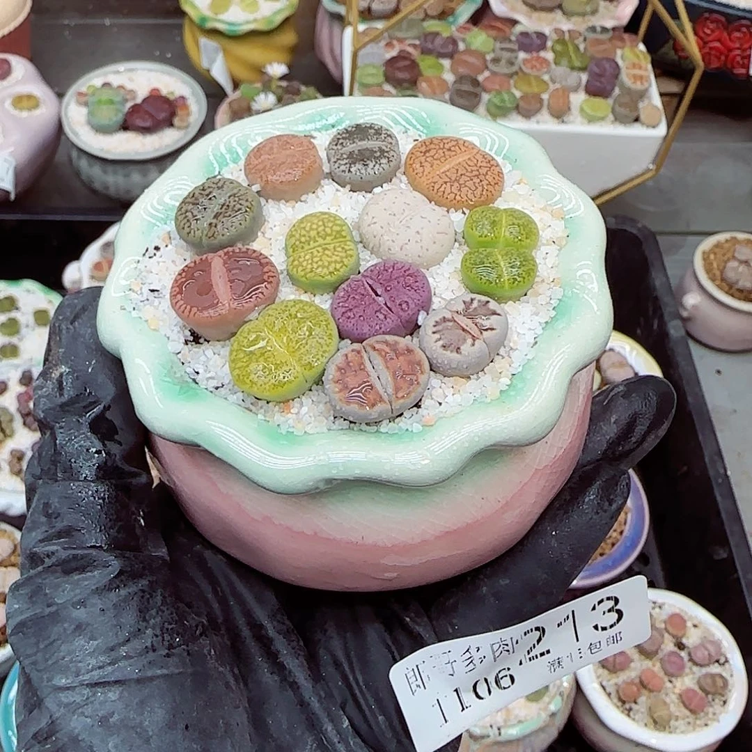 生石花满18包邮1106-213