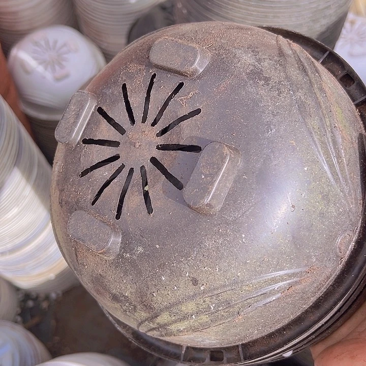 黑色吊兰口径21厘米高9发18个