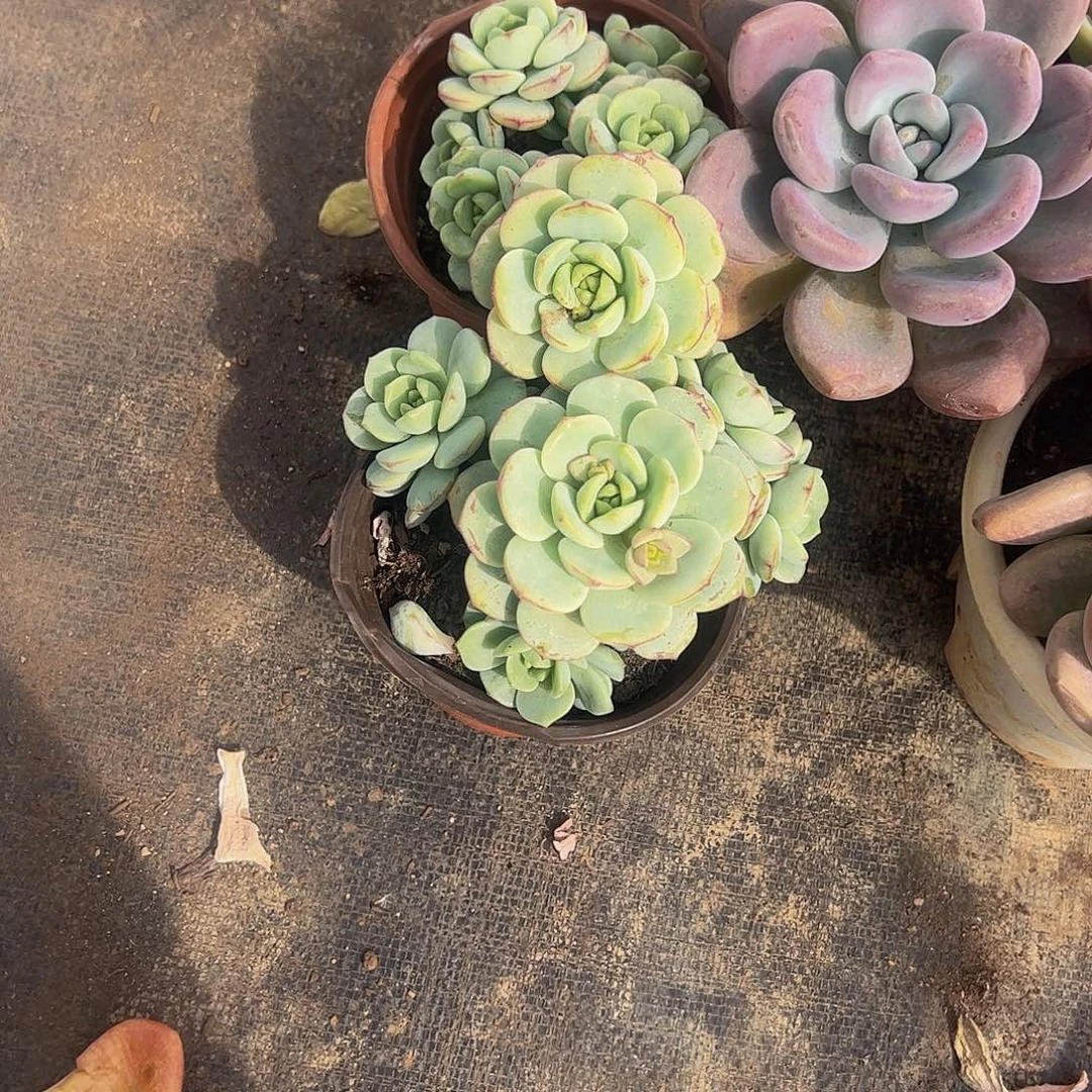 香草多头造型精品二盆