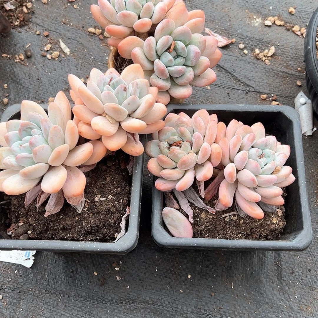 小*?多肉植物一物一拍