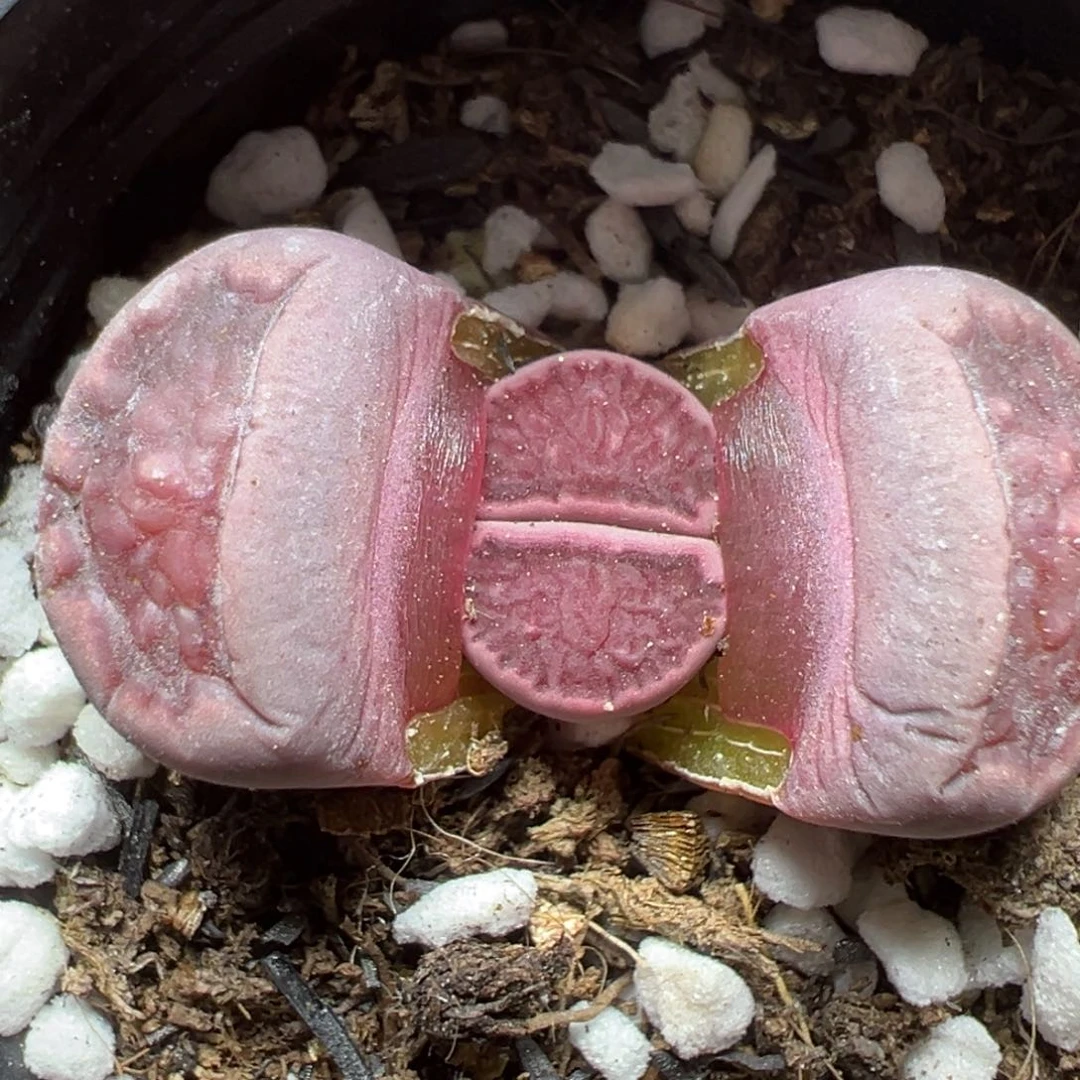 【闪购商品】904……