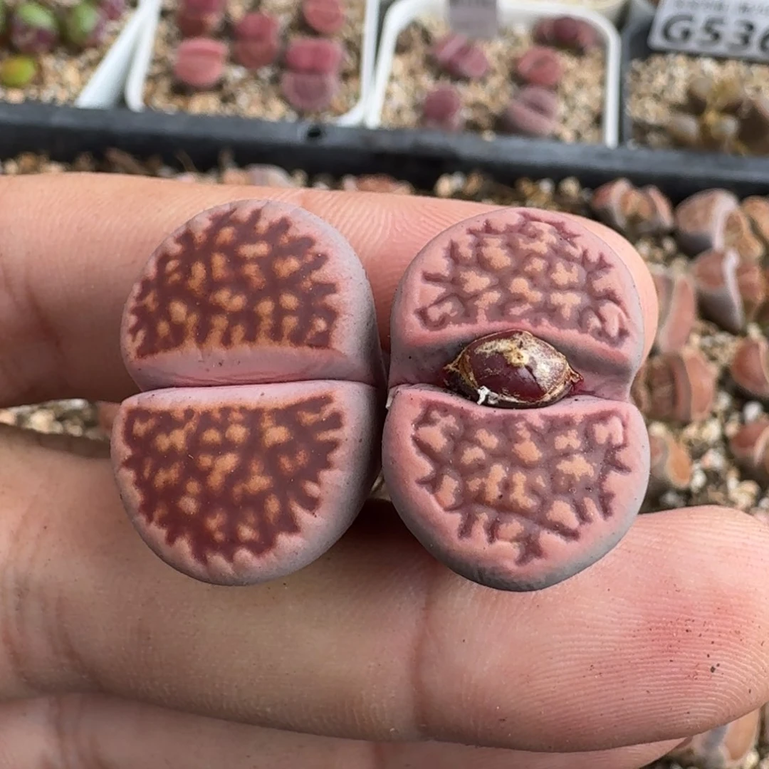 G470粉色紫花纹新品混合母本