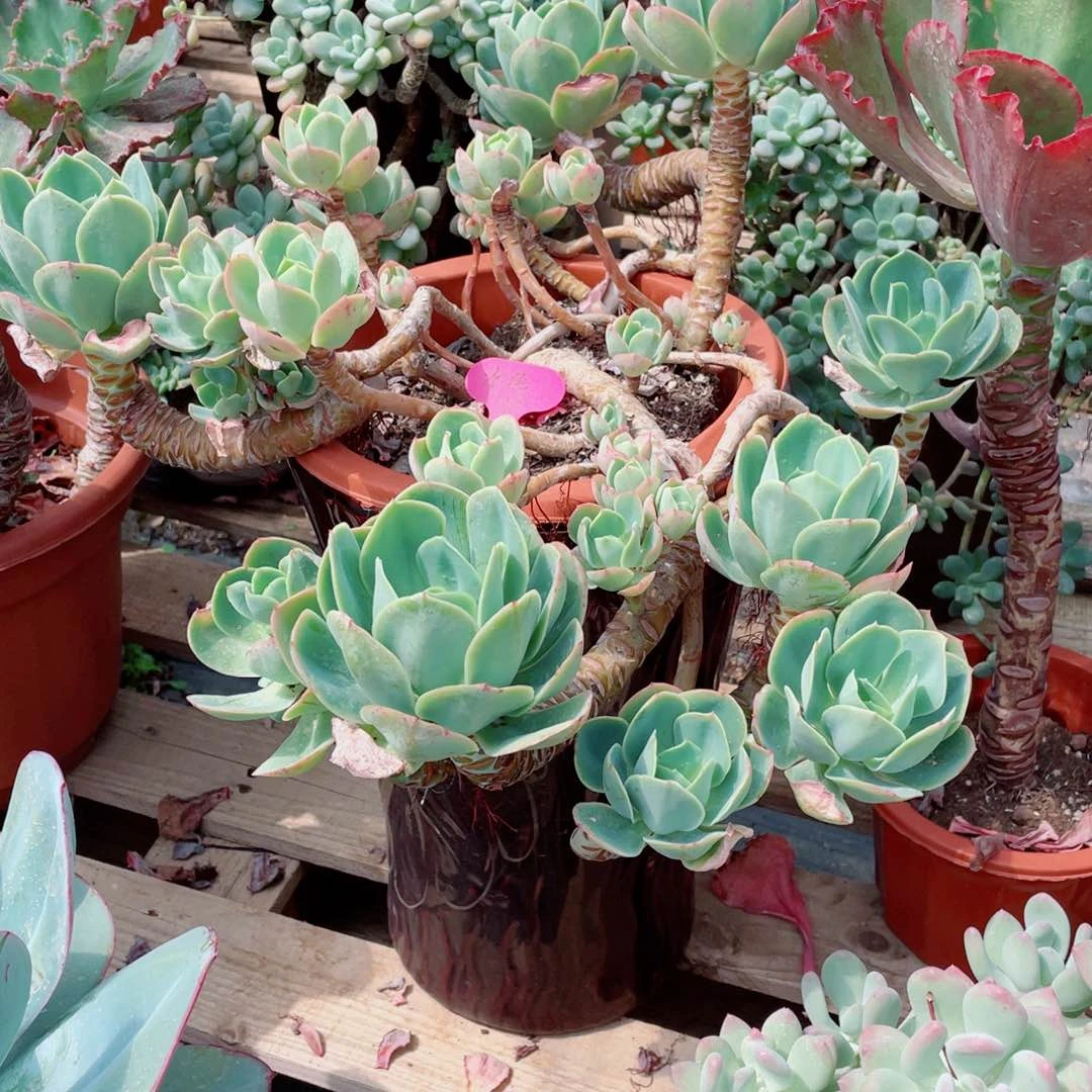 水色，骑兵，周老太多肉