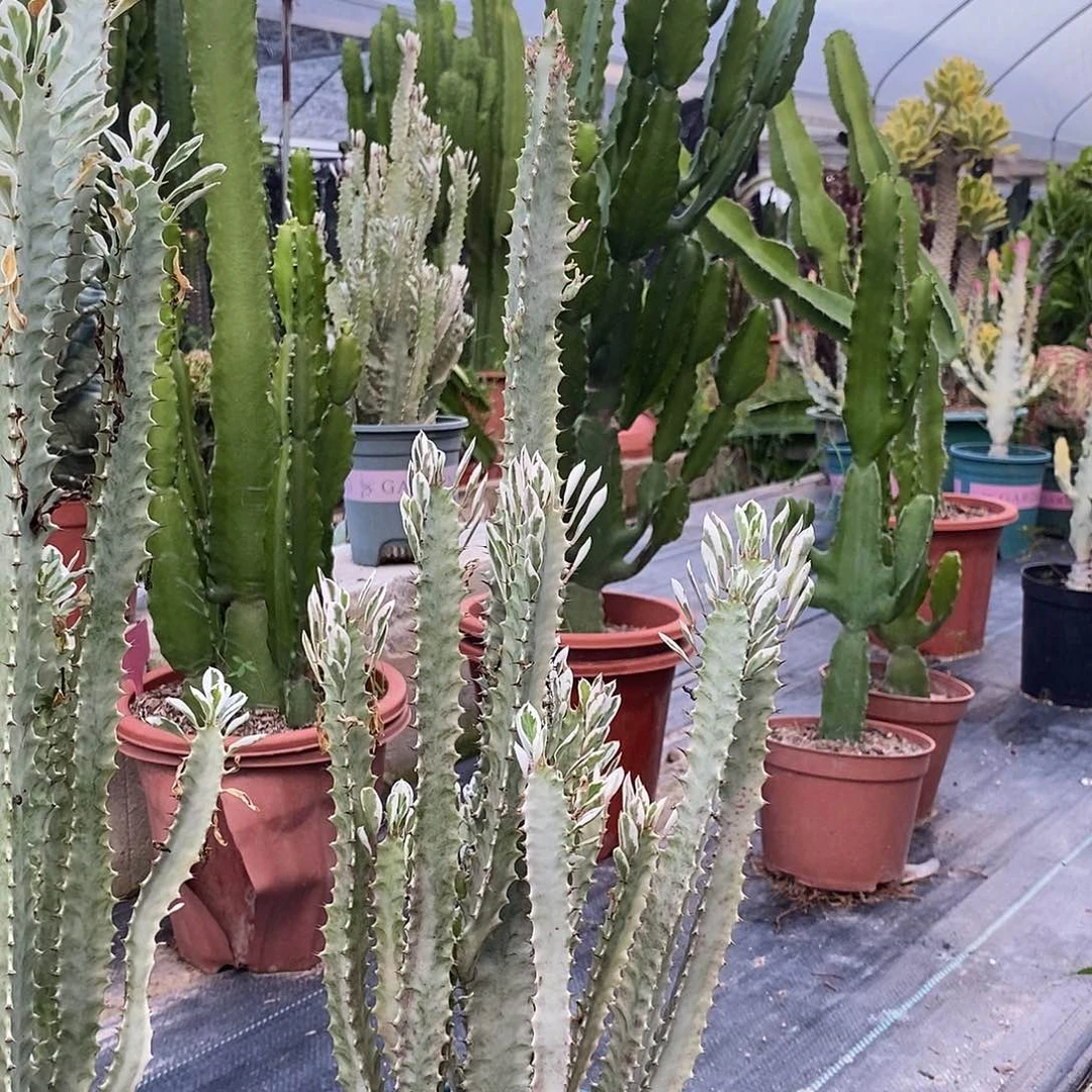 无花朵花叶龙骨一物一拍