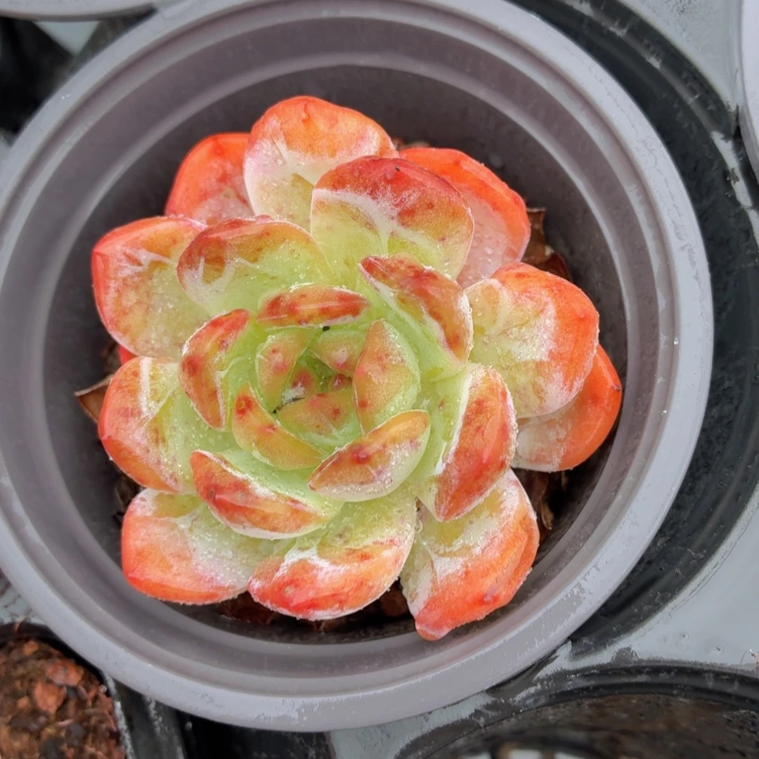 全明星多肉9.9包邮发货