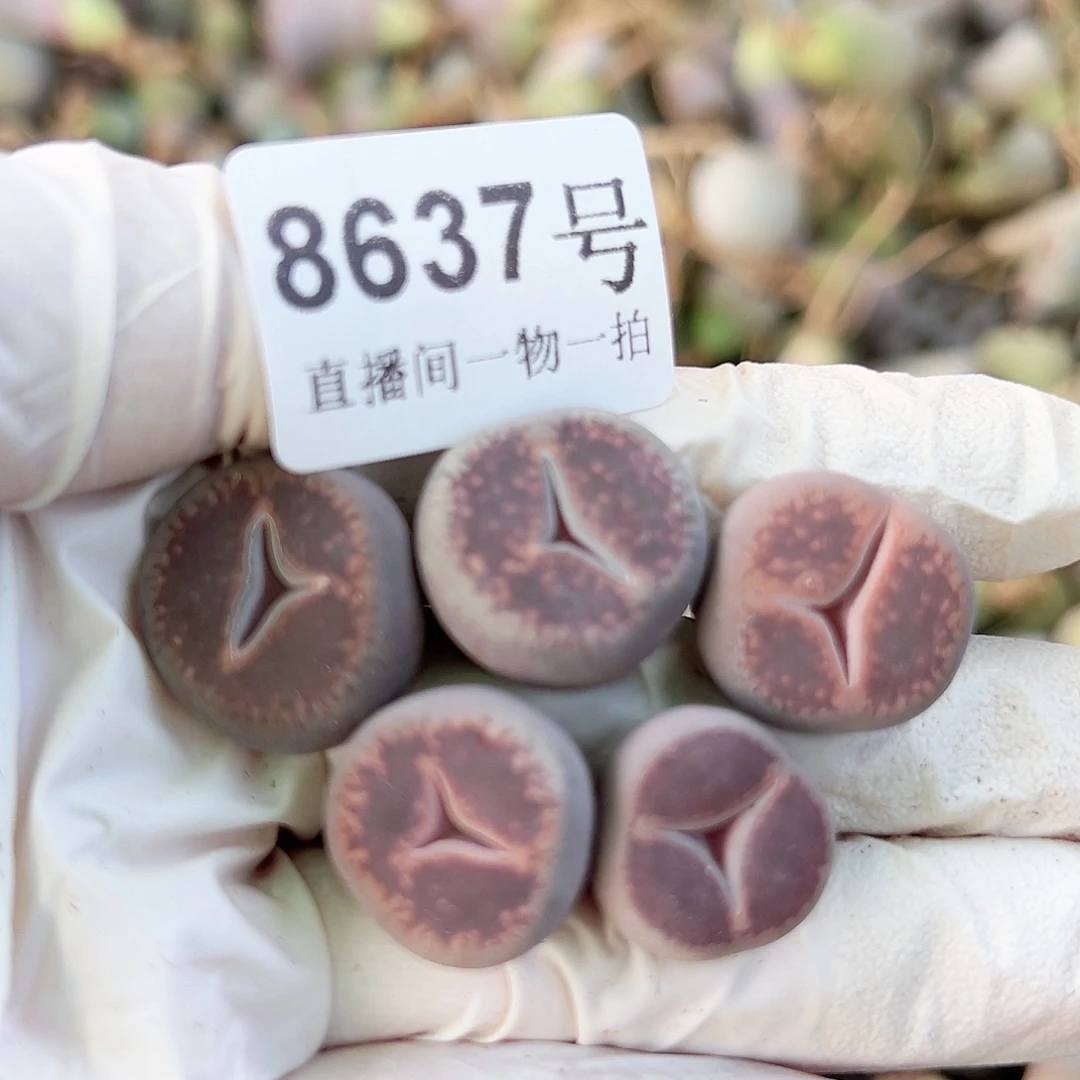 8637 好养易活生石花大母本5个1.5cm左右