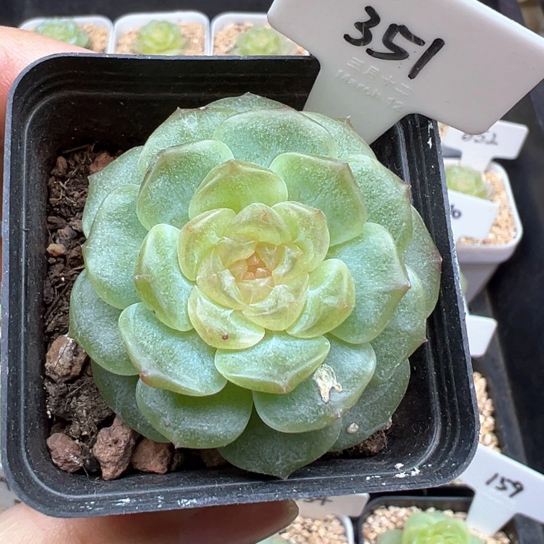 用***1351号无尽灯小叶伤 晗雨多肉