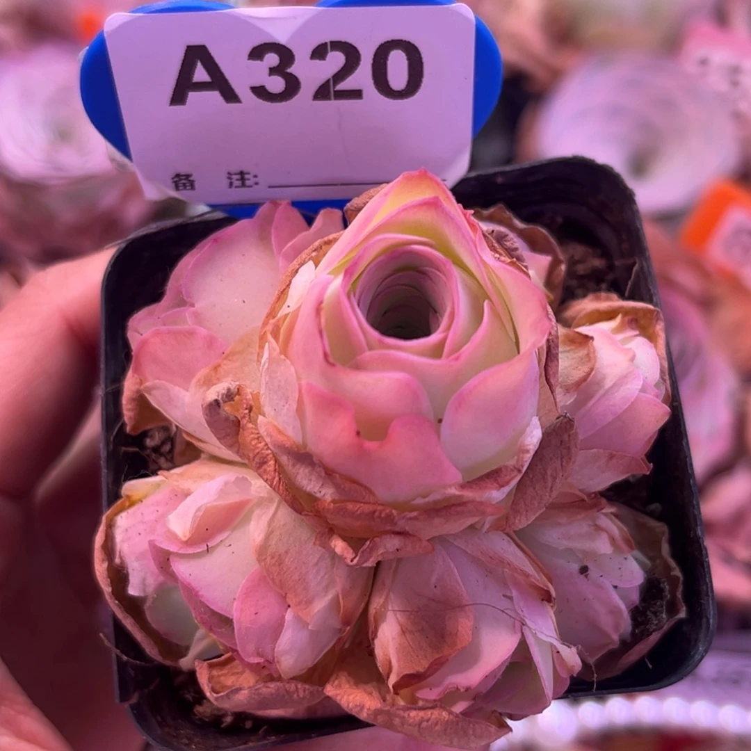 姝帕手捧花一物一拍A320
