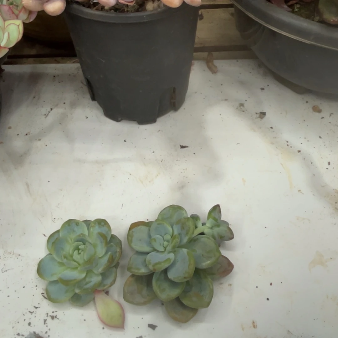 封***珍十级福利整桩无砍