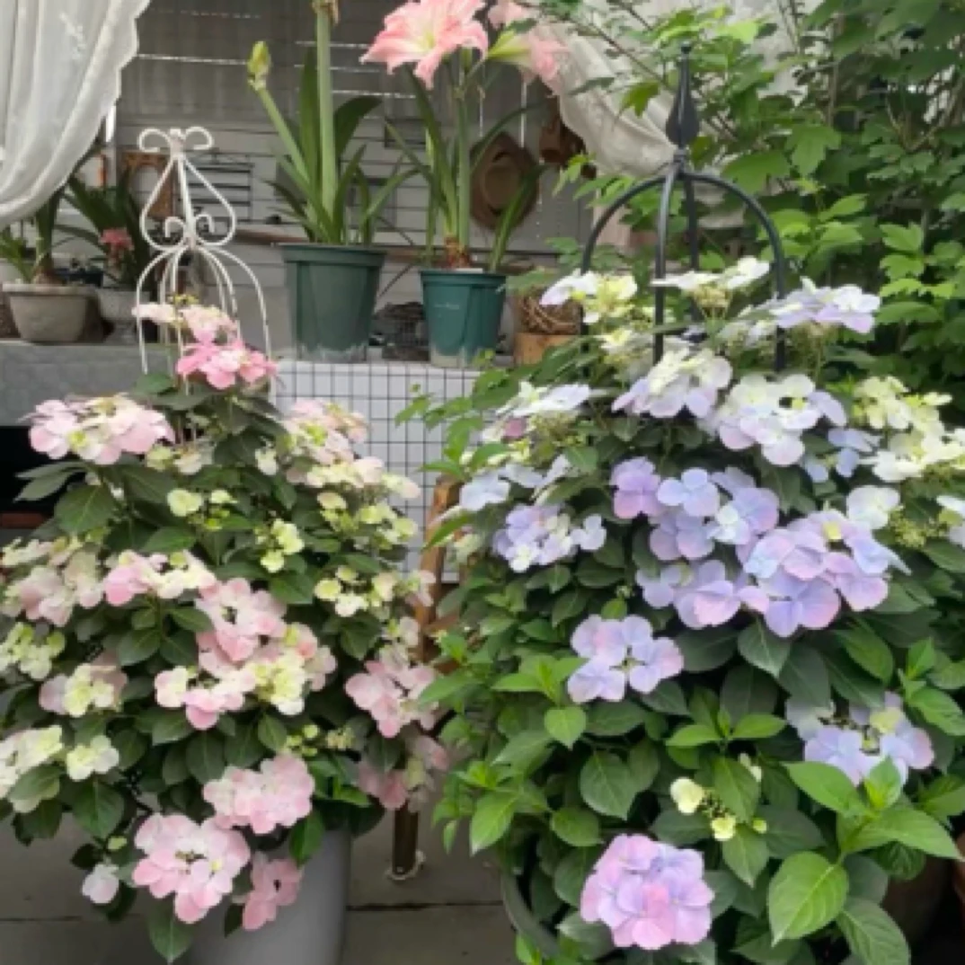 落跑新娘绣球花粉色爬藤老桩植物阳台盆栽园艺多年生耐热地栽大苗