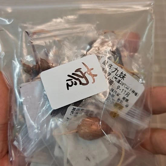 蓉***～酢浆草种球一份蓉