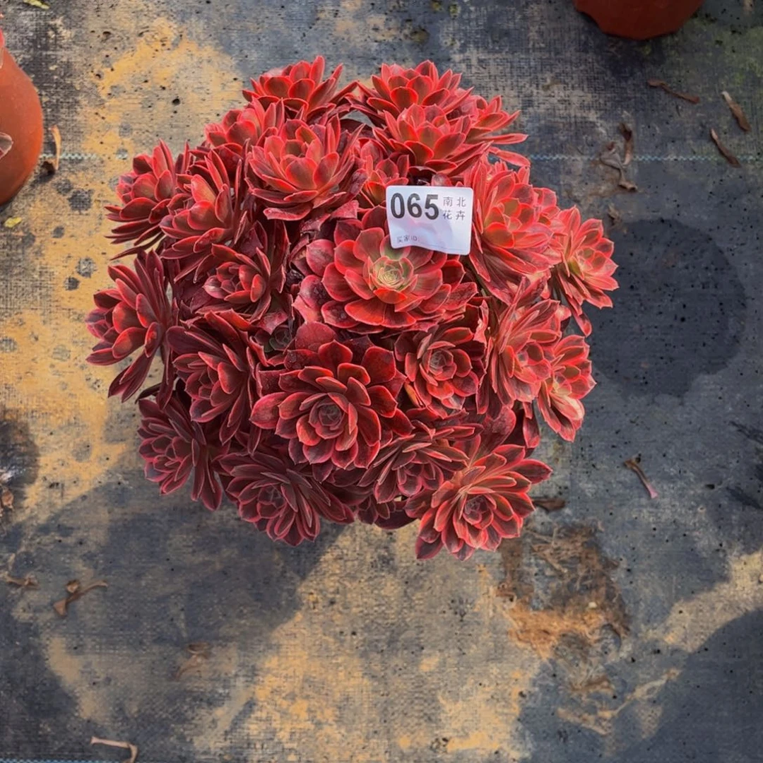 多肉浣纱0000000065