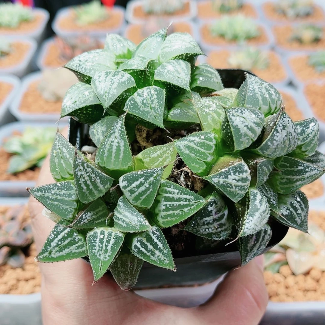 【闪购商品】雪景色