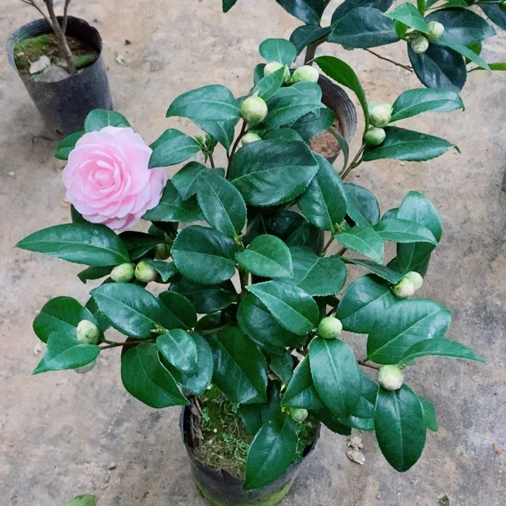 完全开放宫粉茶花