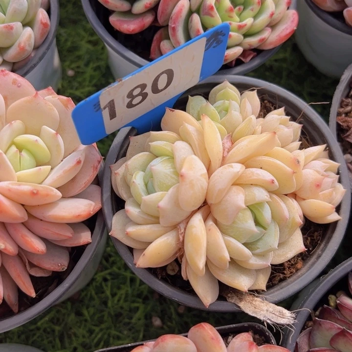 健健康康平平安安