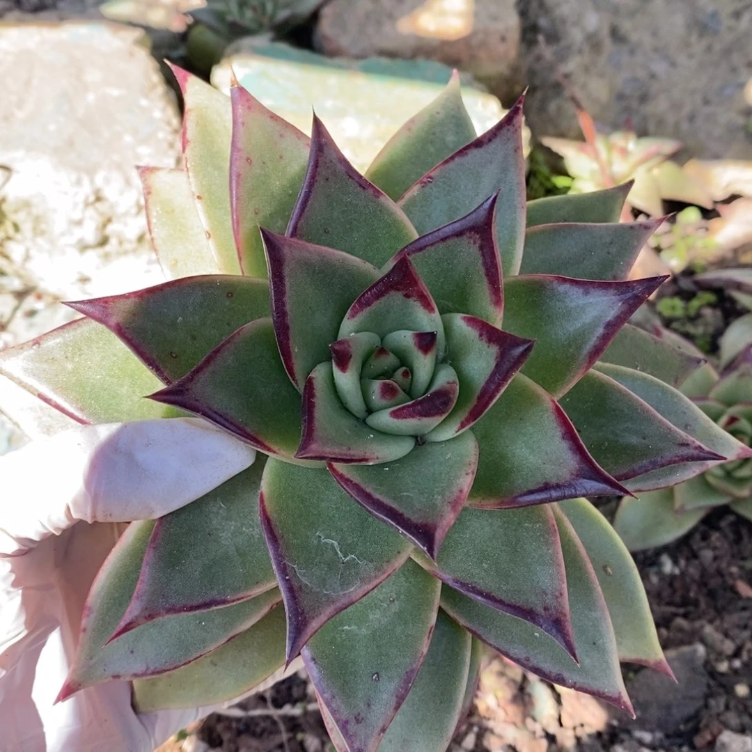 神***牛名乌侧芽B-25.11.29