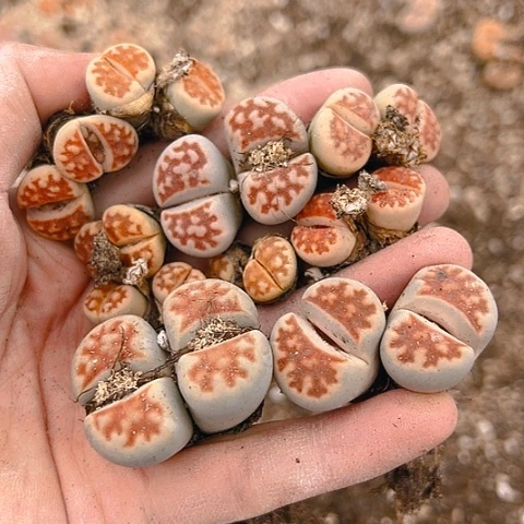 【闪购商品】用****925275