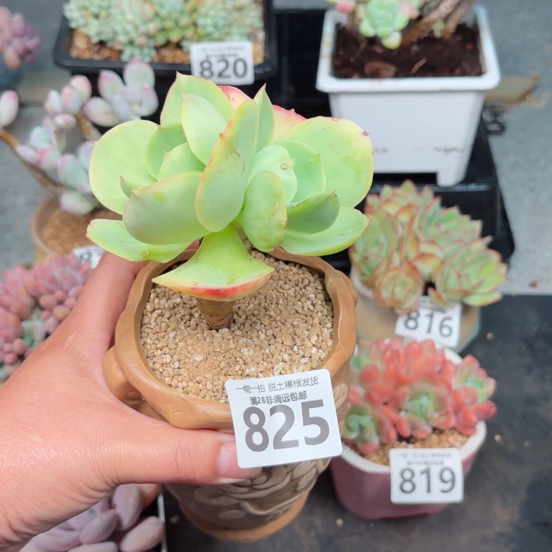 碧桃老桩无盆土发货
