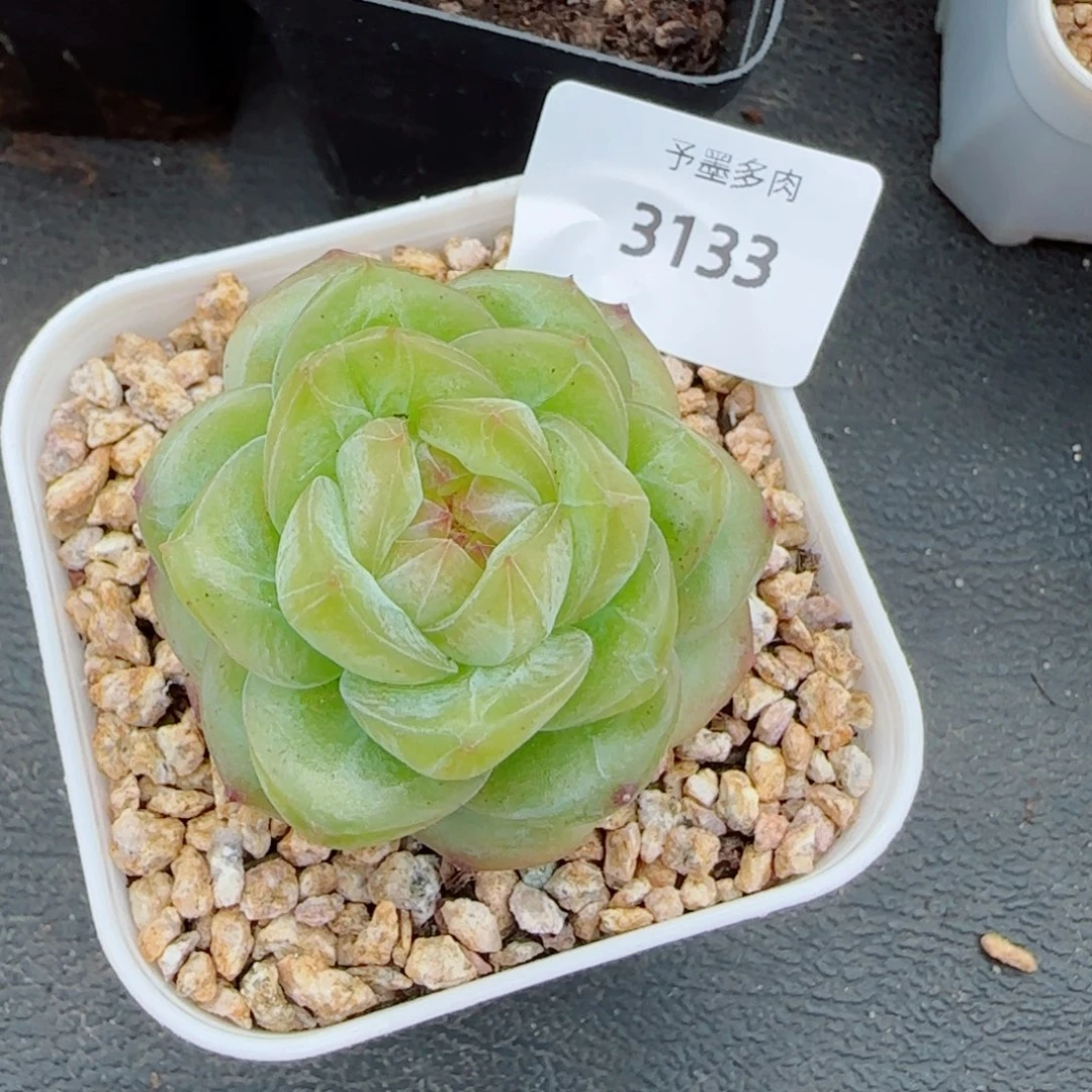 软糖珍妮，3133多肉植物
