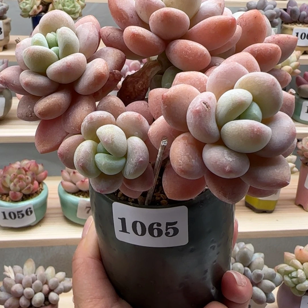 艺*1065洛神满38包邮（除新疆 西藏 内蒙）