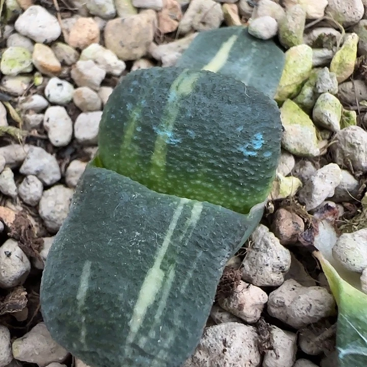 实生卧牛亚成株一枚