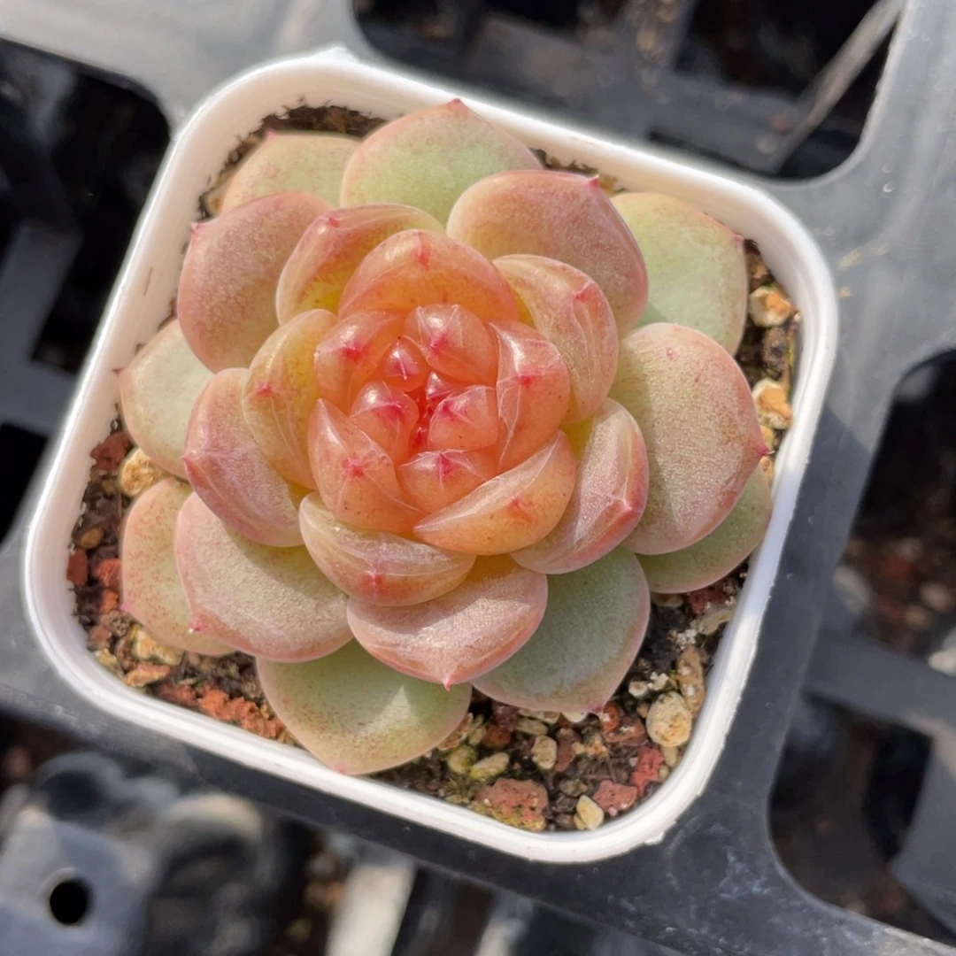 优选太宁甜心多肉2031