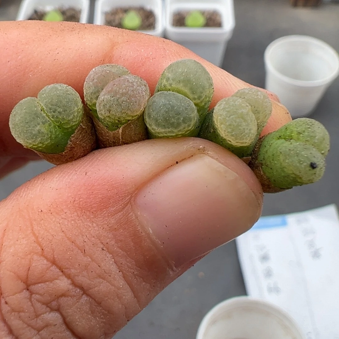 8.3好看的多肉脱土发货773