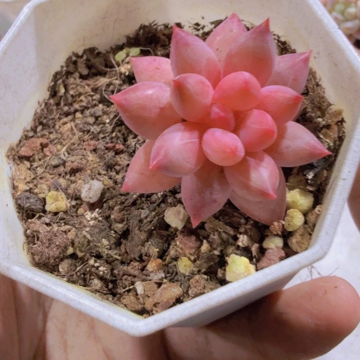 单头虞姬美人一颗