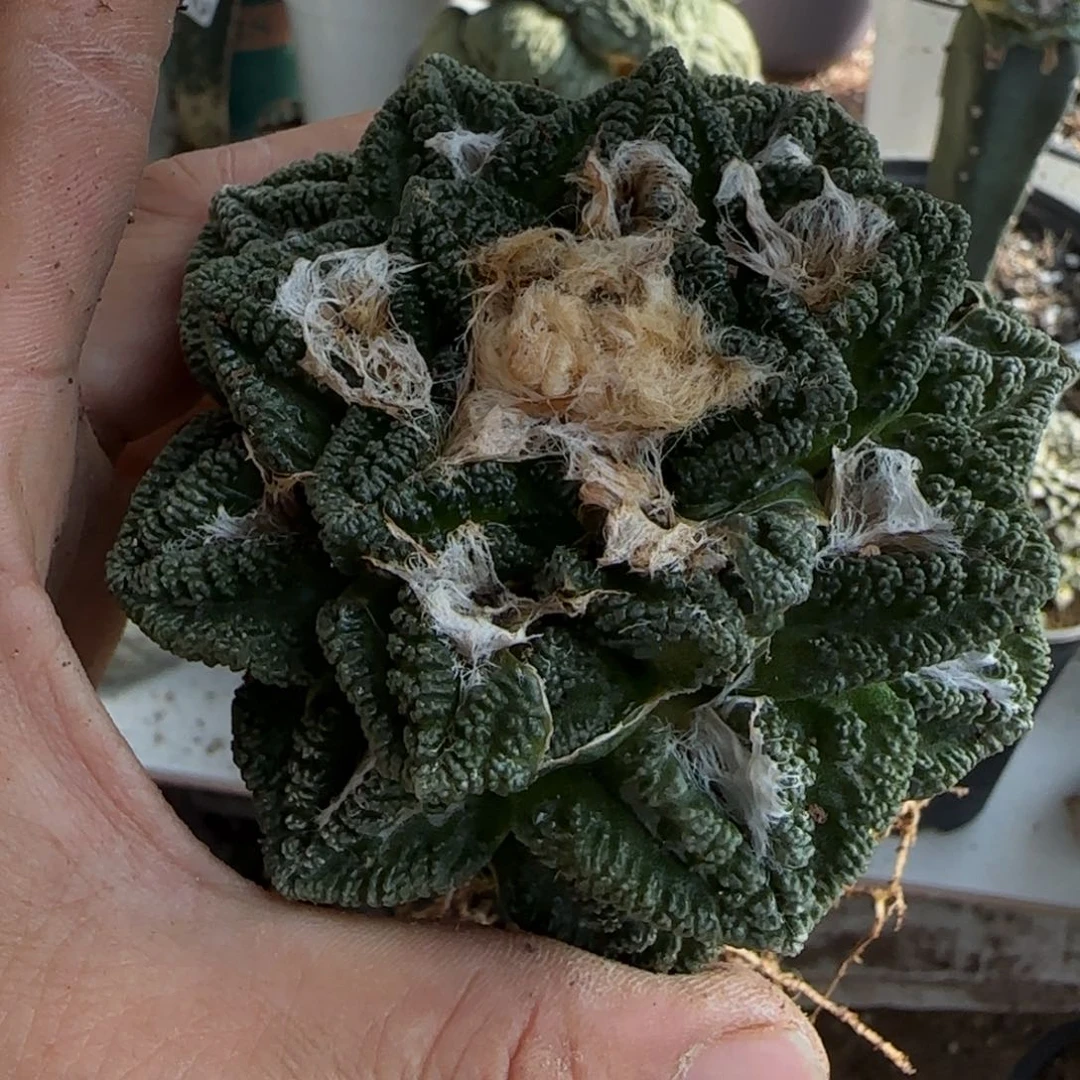 【闪购商品】自**人漂亮龟188