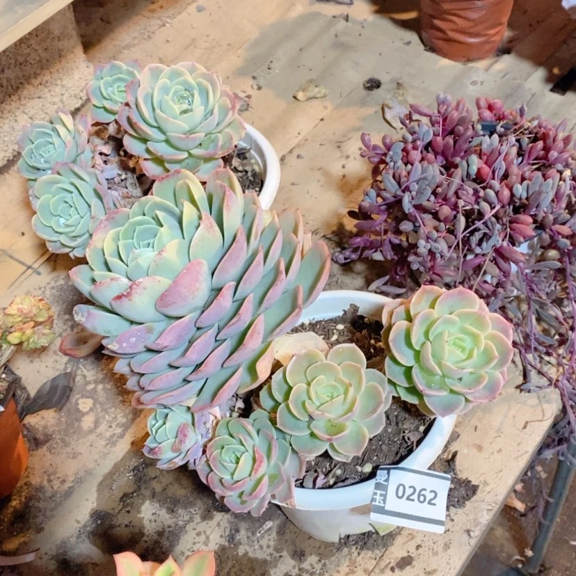 【闪购商品】哈密瓜0262