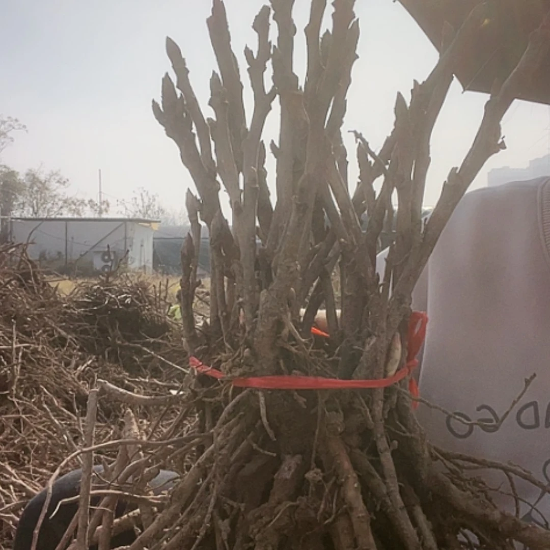 【闪购商品】无花朵旭刚2墨润 花王