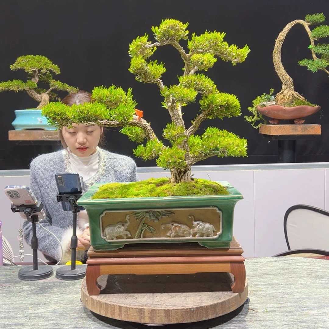 绿植黄杨盆景盆景