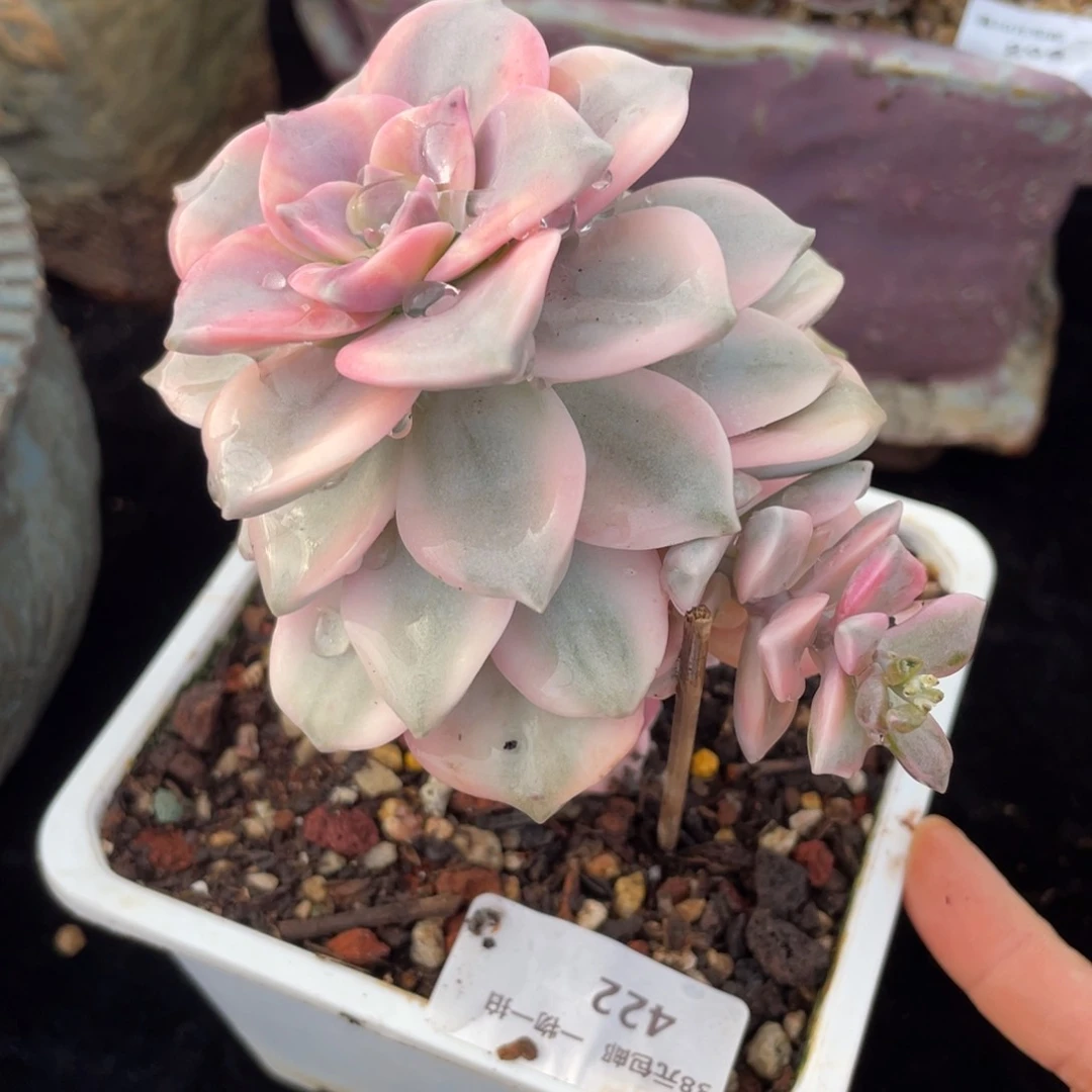 422紫乐锦群生多肉植物