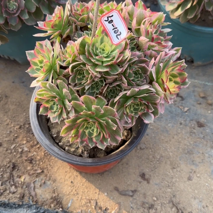 30-102海王多肉不包售后