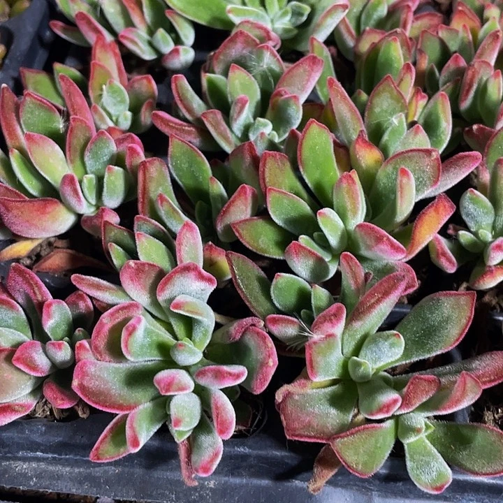 小锦晃星1元带土发