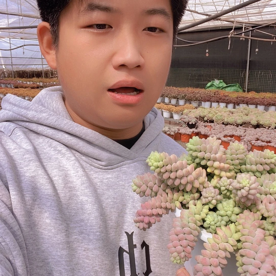 超大号彩虹玉坠带盆土特价