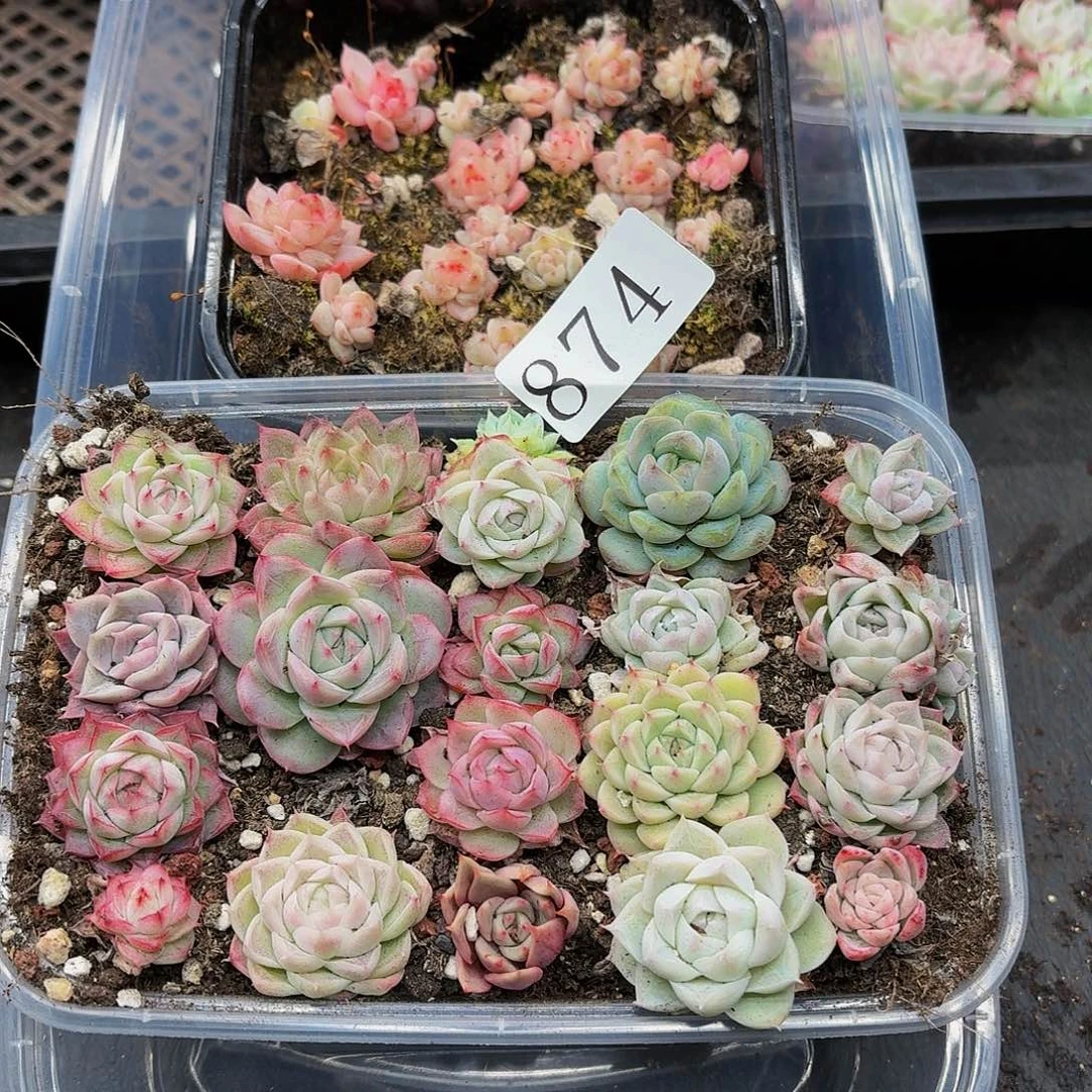 多肉植物多肉植物874