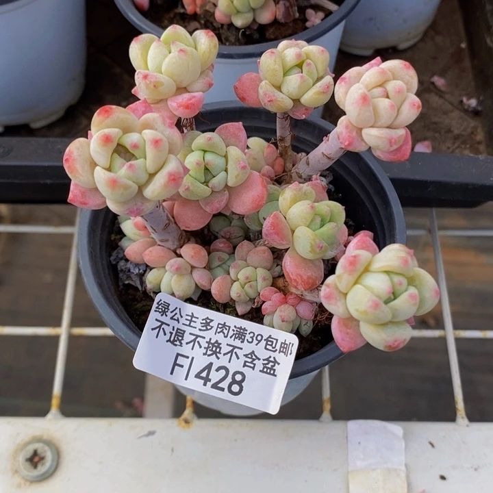 小粉梅8cm428多肉植物