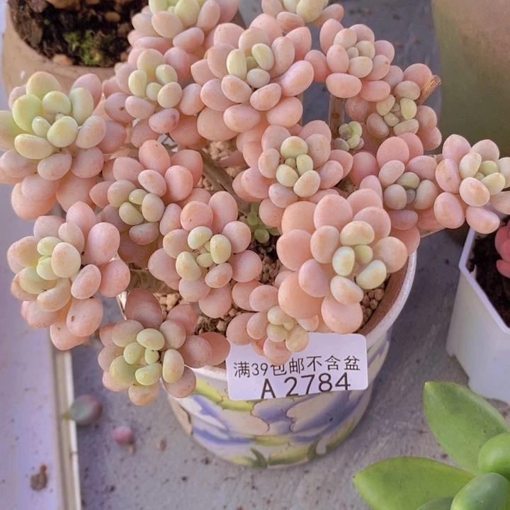 洛可可11cm2784多肉植物